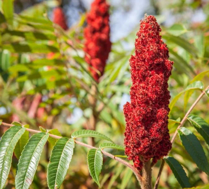 Staghorn Sumac Bare Root Plant - 1-2ft Tall Tree Seedling, Dormant - Image 5
