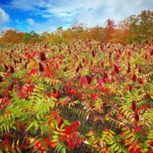 Staghorn Sumac Bare Root Plant - 1-2ft Tall Tree Seedling, Dormant - Image 1