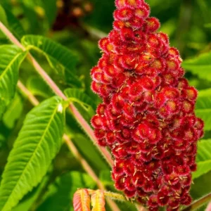 Staghorn Sumac Bare Root Plants - 2 Pack, 6-12 Inch Tall, Outdoor Hardy Shrubs - Image 2