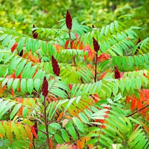 Staghorn Sumac Bare Root Plants - 2 Pack, 6-12 Inch Tall, Outdoor Hardy Shrubs - Image 3