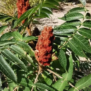 Staghorn Sumac Bare Root Plants - 2 Pack, 6-12 Inch Tall, Outdoor Hardy Shrubs - Image 4
