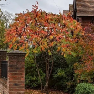 Staghorn Sumac Bare Root Plants - 2 Pack, 6-12 Inch Tall, Outdoor Hardy Shrubs - Image 5