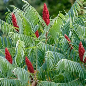 Staghorn Sumac Bare Root Plants - 2 Pack, 6-12 Inch Tall, Outdoor Hardy Shrubs - Image 6
