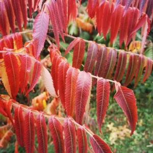 Staghorn Sumac Bare Root Plants - 2 Pack, 6-12 Inch Tall, Outdoor Hardy Shrubs - Image 7