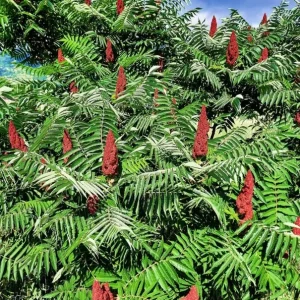 Staghorn Sumac Bare Root Plants - 2 Pack, 6-12 Inch Tall, Outdoor Hardy Shrubs - Image 8