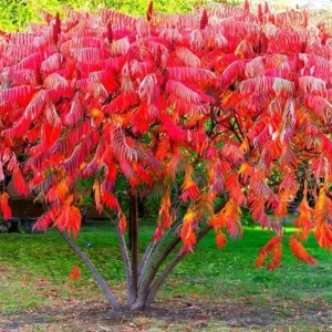 Staghorn Sumac Bare Root Plants - 2 Pack, 6-12 Inch Tall, Outdoor Hardy Shrubs - Image 9