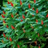 Staghorn Sumac Bare Root Plants - 2 Pack, 6-12 Inch Tall, Outdoor Hardy Shrubs - Image 1