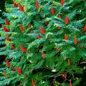 Staghorn Sumac Bare Root Plants - 2 Pack, 6-12 Inch Tall, Outdoor Hardy Shrubs - Image 1