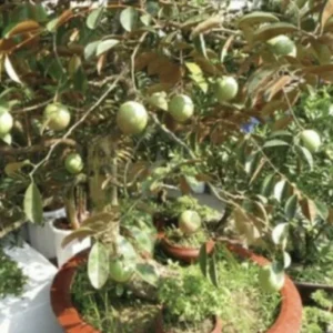 Star Apple Plant (Caimito) - Green/White Fruit Tree - Chrysophyllum Cainito - 20” Tall Live Plant - Image 2