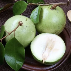 Star Apple Plant (Caimito) - Green/White Fruit Tree - Chrysophyllum Cainito - 20” Tall Live Plant - Image 1