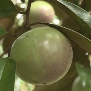 Star Apple Plant (Caimito) - Green/White Fruit Tree - Chrysophyllum Cainito - 20” Tall Live Plant - Image 3