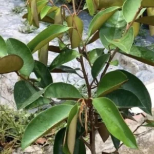 Star Apple Plant (Caimito) - Green/White Fruit Tree - Chrysophyllum Cainito - 20” Tall Live Plant - Image 4