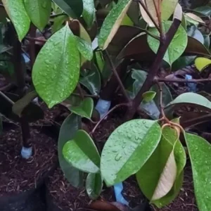 Star Apple Plant (Caimito) - Green/White Fruit Tree - Chrysophyllum Cainito - 20” Tall Live Plant - Image 5