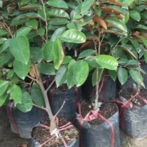 Star Apple Plant (Caimito) - Green/White Fruit Tree - Chrysophyllum Cainito - 20” Tall Live Plant - Image 6