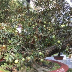 Star Apple Plant (Caimito) - Green/White Fruit Tree - Chrysophyllum Cainito - 20” Tall Live Plant - Image 7