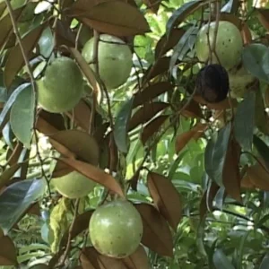 Star Apple Plant (Caimito) - Green/White Fruit Tree - Chrysophyllum Cainito - 20” Tall Live Plant - Image 8