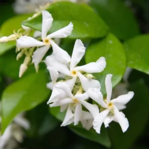 Star Jasmine Live Plant – 10 Inch Tall Fragrant Evergreen Vine in 3 Inch Pot - Image 2