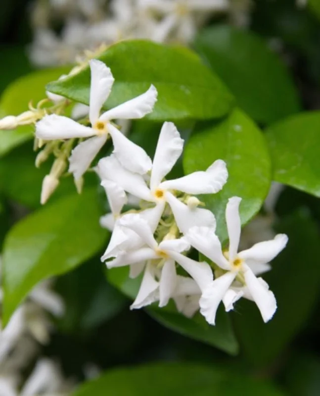 Star Jasmine Live Plant – 10 Inch Tall Fragrant Evergreen Vine in 3 Inch Pot - Image 2