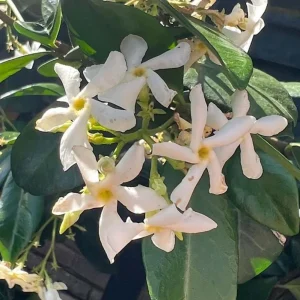 Star Jasmine Live Plant – 10 Inch Tall Fragrant Evergreen Vine in 3 Inch Pot - Image 3