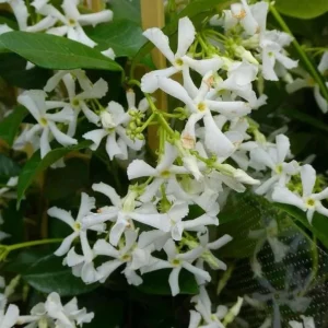 Star Jasmine Live Plant – 10 Inch Tall Fragrant Evergreen Vine in 3 Inch Pot - Image 4