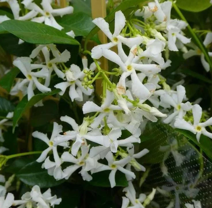 Star Jasmine Live Plant – 10 Inch Tall Fragrant Evergreen Vine in 3 Inch Pot - Image 4
