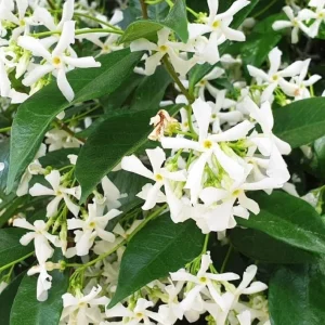 Star Jasmine Live Plant – 10 Inch Tall Fragrant Evergreen Vine in 3 Inch Pot - Image 5