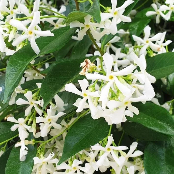 Star Jasmine Live Plant – 10 Inch Tall Fragrant Evergreen Vine in 3 Inch Pot - Image 5