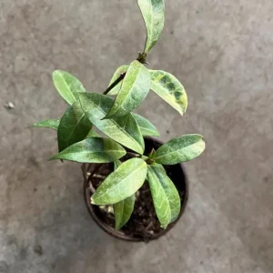 Star Jasmine Live Plant – 10 Inch Tall Fragrant Evergreen Vine in 3 Inch Pot - Image 6