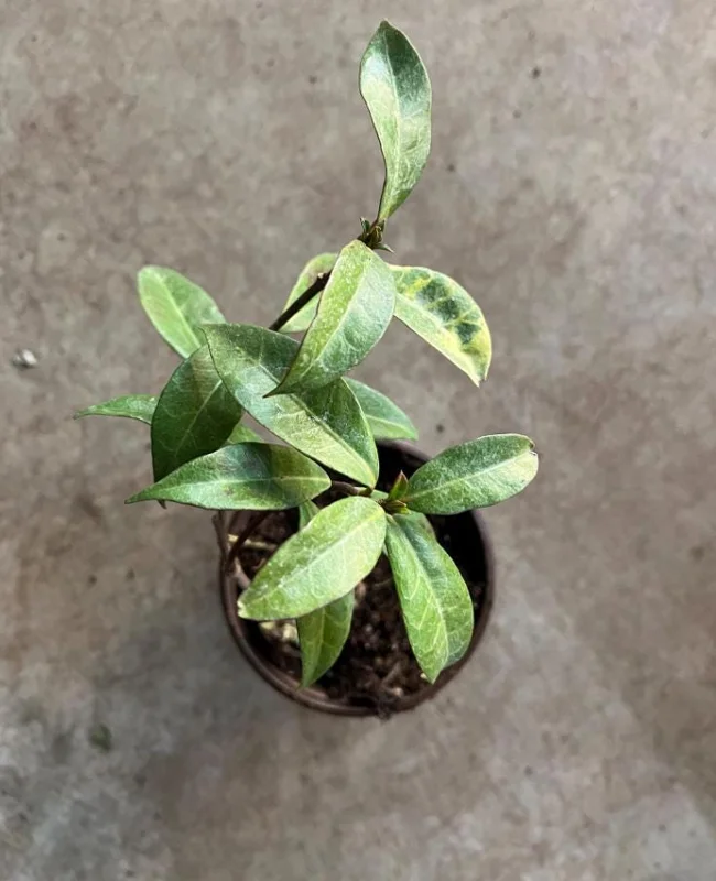 Star Jasmine Live Plant – 10 Inch Tall Fragrant Evergreen Vine in 3 Inch Pot - Image 6