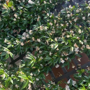 Star Jasmine Live Plant – 10 Inch Tall Fragrant Evergreen Vine in 3 Inch Pot - Image 7