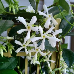 Star Jasmine Live Plant – 10 Inch Tall Fragrant Evergreen Vine in 3 Inch Pot - Image 1