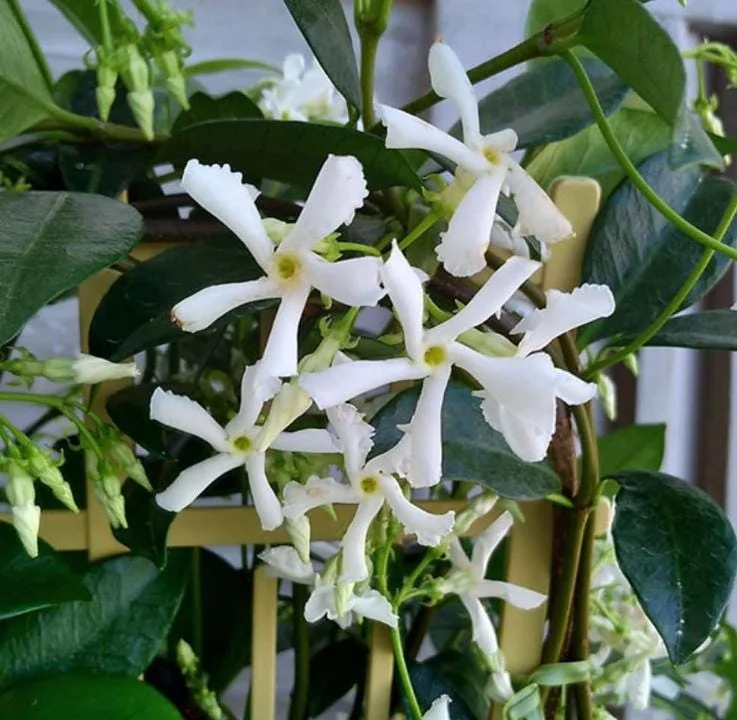 Star Jasmine Live Plant – 10 Inch Tall Fragrant Evergreen Vine in 3 Inch Pot - Image 1