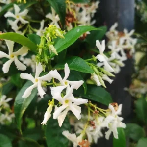Star Jasmine Live Plant - Fragrant White Flowering Vine, 4-6 Inch Tall - Image 4