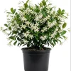 Star Jasmine Live Plant - Fragrant White Flowering Vine, 4-6 Inch Tall - Image 1