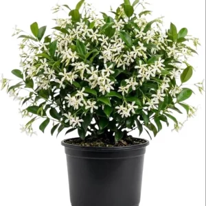 Star Jasmine Live Plant - Fragrant White Flowering Vine, 4-6 Inch Tall - Image 1