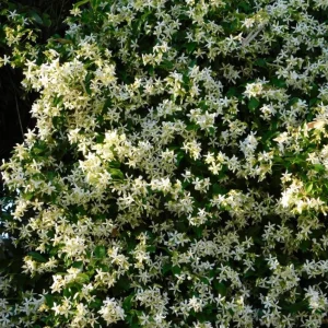 Star Jasmine Live Plant - Fragrant White Flowering Vine, 4-6 Inch Tall - Image 5