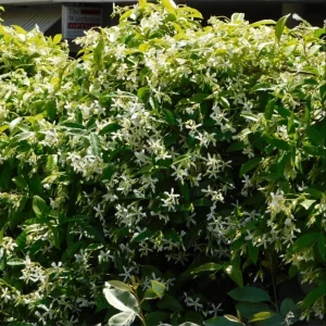 Star Jasmine Live Plant - Fragrant White Flowering Vine, 4-6 Inch Tall - Image 6