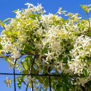 Star Jasmine Live Plant - Fragrant White Flowering Vine, 4-6 Inch Tall - Image 7