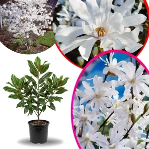 Star Magnolia Live Plant – 6-12 Inches Tall – Fragrant White Flowers – Outdoor Tree - Image 2