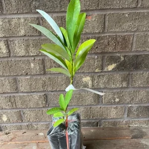 Star Magnolia Live Plant – 6-12 Inches Tall – Fragrant White Flowers – Outdoor Tree - Image 4