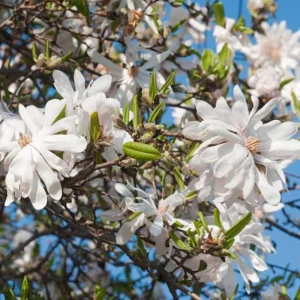 Star Magnolia Live Plant – 6-12 Inches Tall – Fragrant White Flowers – Outdoor Tree - Image 5