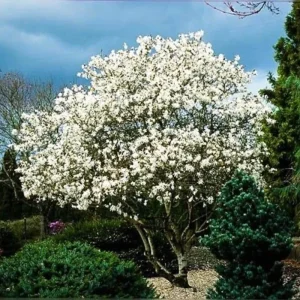 Star Magnolia Live Plant – 6-12 Inches Tall – Fragrant White Flowers – Outdoor Tree - Image 6