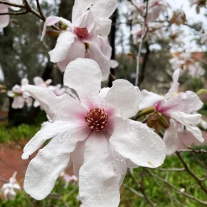 Star Magnolia Live Plant – 6-12 Inches Tall – Fragrant White Flowers – Outdoor Tree - Image 7