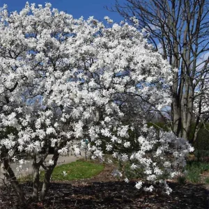 Star Magnolia Live Plant – 6-12 Inches Tall – Fragrant White Flowers – Outdoor Tree - Image 8