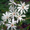 Star Magnolia Live Plant – 6-12 Inches Tall – Fragrant White Flowers – Outdoor Tree - Image 1