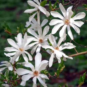 Star Magnolia Live Plant – 6-12 Inches Tall – Fragrant White Flowers – Outdoor Tree - Image 1