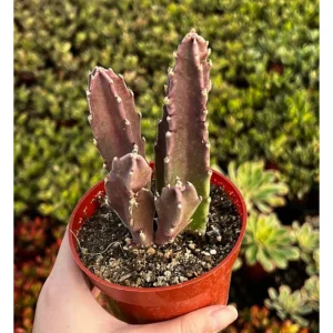 Starfish Flower Cactus Live Succulent Plant - Stapelia Gigantea 2