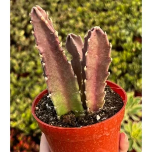 Starfish Flower Cactus Live Succulent Plant - Stapelia Gigantea 2