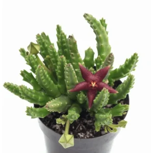 Starfish Flower Cactus Live Succulent Plant - Stapelia Gigantea 2