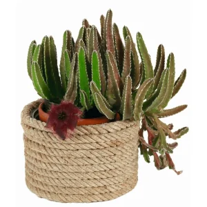Starfish Flower Cactus Live Succulent Plant - Stapelia Gigantea 2